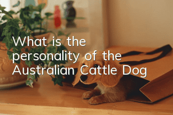 What is the personality of the Australian Cattle Dog?