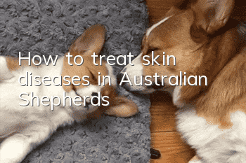 How to treat skin diseases in Australian Shepherds