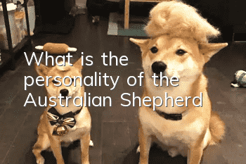What is the personality of the Australian Shepherd?
