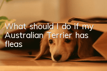 What should I do if my Australian Terrier has fleas?