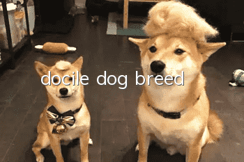 docile dog breed