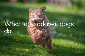 What do cadaver dogs do?
