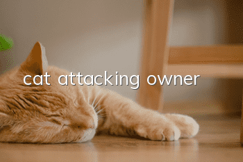 cat attacking owner