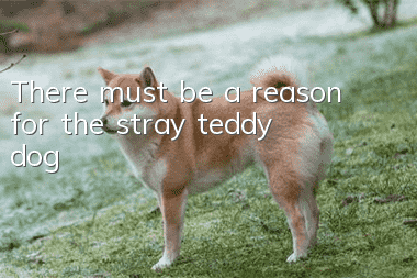 There must be a reason for the stray teddy dog