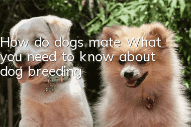 How do dogs mate? What you need to know about dog breeding!