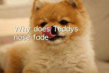 Why does Teddy's nose fade?