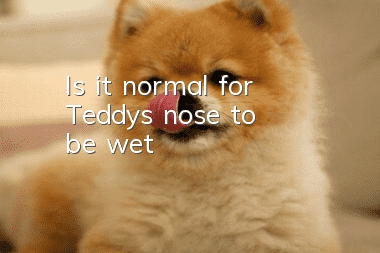 Is it normal for Teddy's nose to be wet?