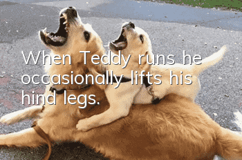 When Teddy runs, he occasionally lifts his hind legs.
