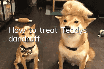 How to treat Teddy’s dandruff