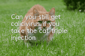 Can you still get calicivirus if you take the cat triple injection?