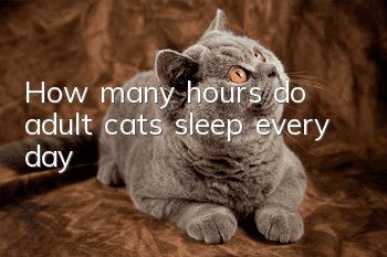 How many hours do adult cats sleep every day?