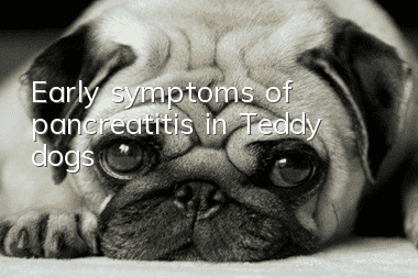 Early symptoms of pancreatitis in Teddy dogs