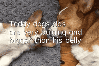 Teddy dog's ribs are very bulging and bigger than his belly