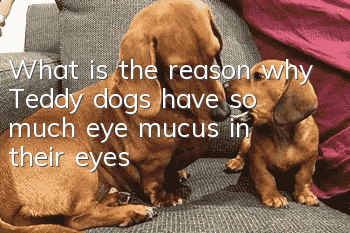 What is the reason why Teddy dogs have so much eye mucus in their eyes?