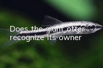 Does the giant otter recognize its owner?