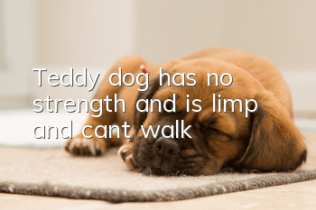 Teddy dog has no strength and is limp and can’t walk