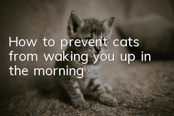How to prevent cats from waking you up in the morning