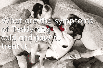 What are the symptoms of Teddy dog cold and how to treat it