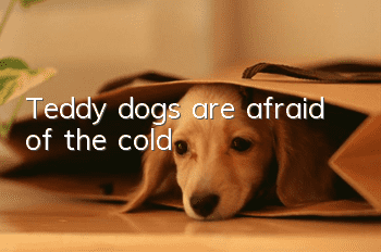 Teddy dogs are afraid of the cold