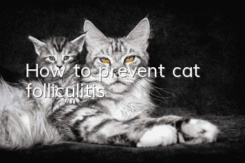 How to prevent cat folliculitis