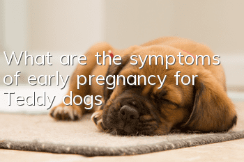 What are the symptoms of early pregnancy for Teddy dogs?