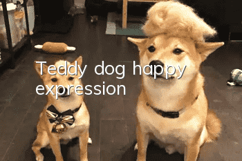 Teddy dog happy expression
