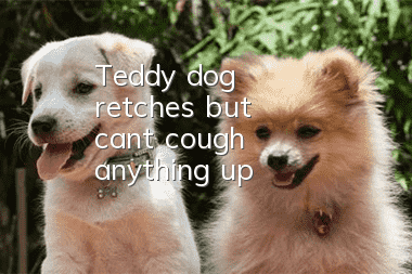 Teddy dog ​​retches but can't cough anything up