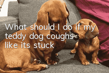 What should I do if my teddy dog coughs like it's stuck?