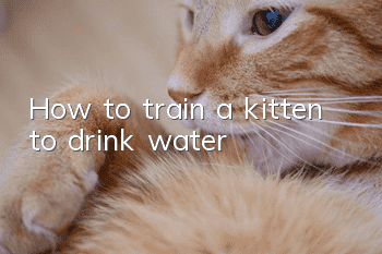 How to train a kitten to drink water