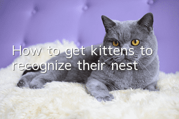 How to get kittens to recognize their nest