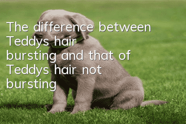 The difference between Teddy's hair bursting and that of Teddy's hair not bursting