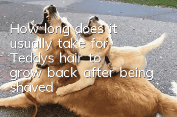 How long does it usually take for Teddy's hair to grow back after being shaved?