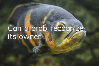 Can a crab recognize its owner?