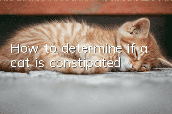 How to determine if a cat is constipated