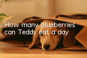 How many blueberries can Teddy eat a day?