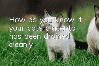 How do you know if your cat’s placenta has been drained cleanly?