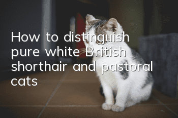 How to distinguish pure white British shorthair and pastoral cats