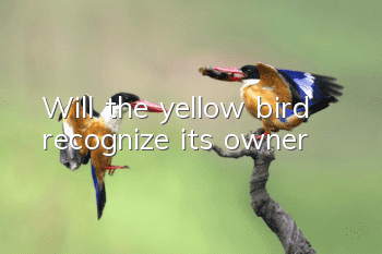Will the yellow bird recognize its owner?