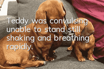Teddy was convulsing, unable to stand still, shaking, and breathing rapidly.