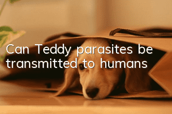 Can Teddy parasites be transmitted to humans?