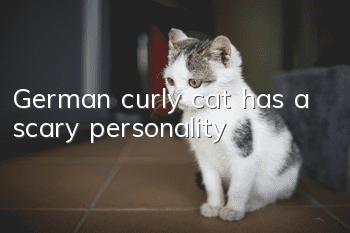 German curly cat has a scary personality