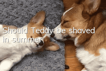 Should Teddy be shaved in summer?