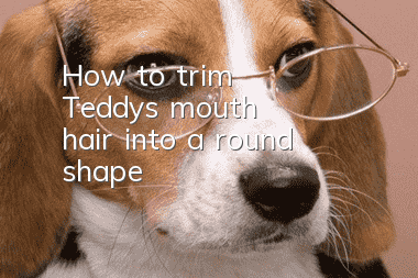 How to trim Teddy's mouth hair into a round shape
