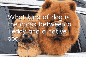 What kind of dog is the cross between a Teddy and a native dog?