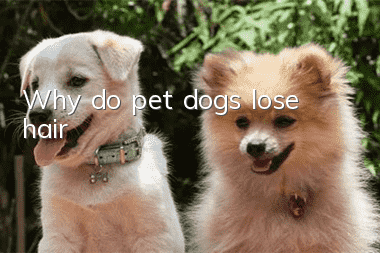 Why do pet dogs lose hair?