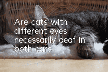 Are cats with different eyes necessarily deaf in both ears?