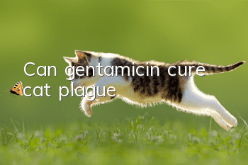 Can gentamicin cure cat plague?