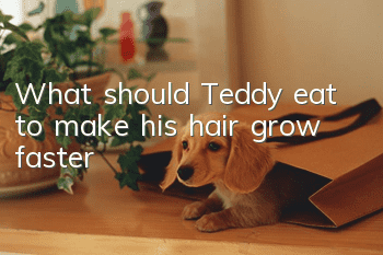 What should Teddy eat to make his hair grow faster?