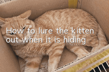 How to lure the kitten out when it is hiding?