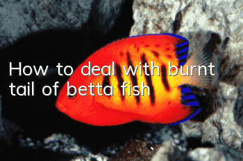 How to deal with burnt tail of betta fish